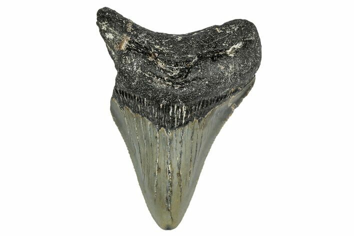 Serrated, Juvenile Megalodon Tooth - North Carolina #338509